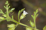 Narrowleaf paleseed